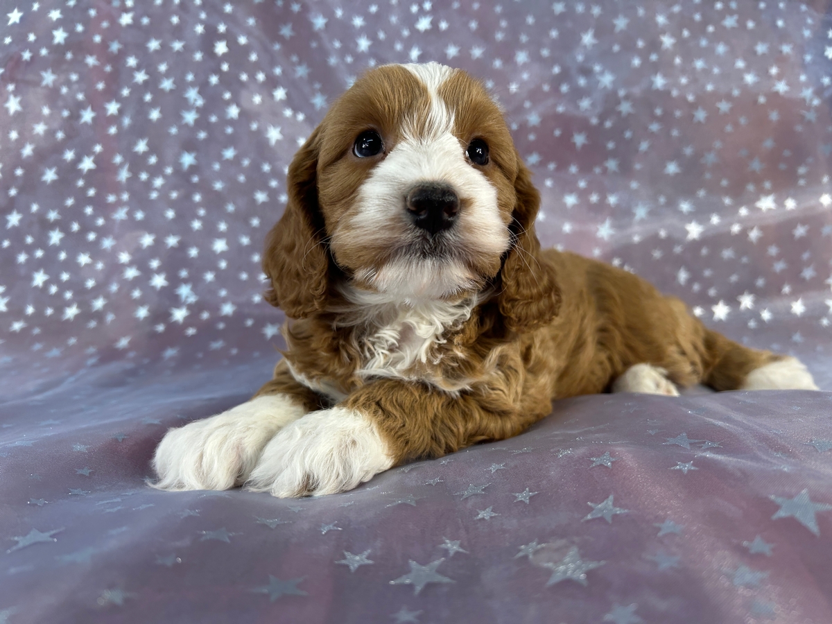 Female Cockapoo Puppy for Sale DOB 8-30-2026 $950